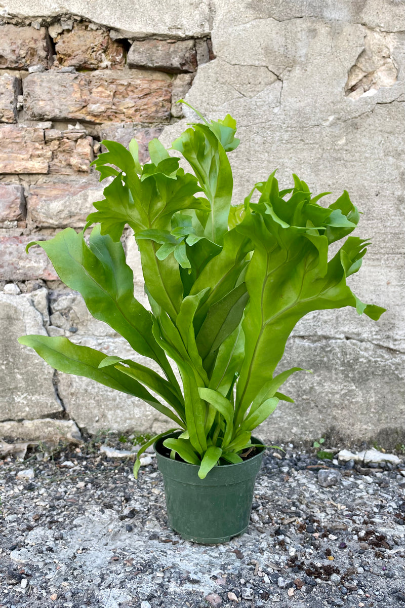 Photo of Polpodium punctatum 'Grandiceps' Elkhorn Fern Houseplant in a green pot against a cement wall.
