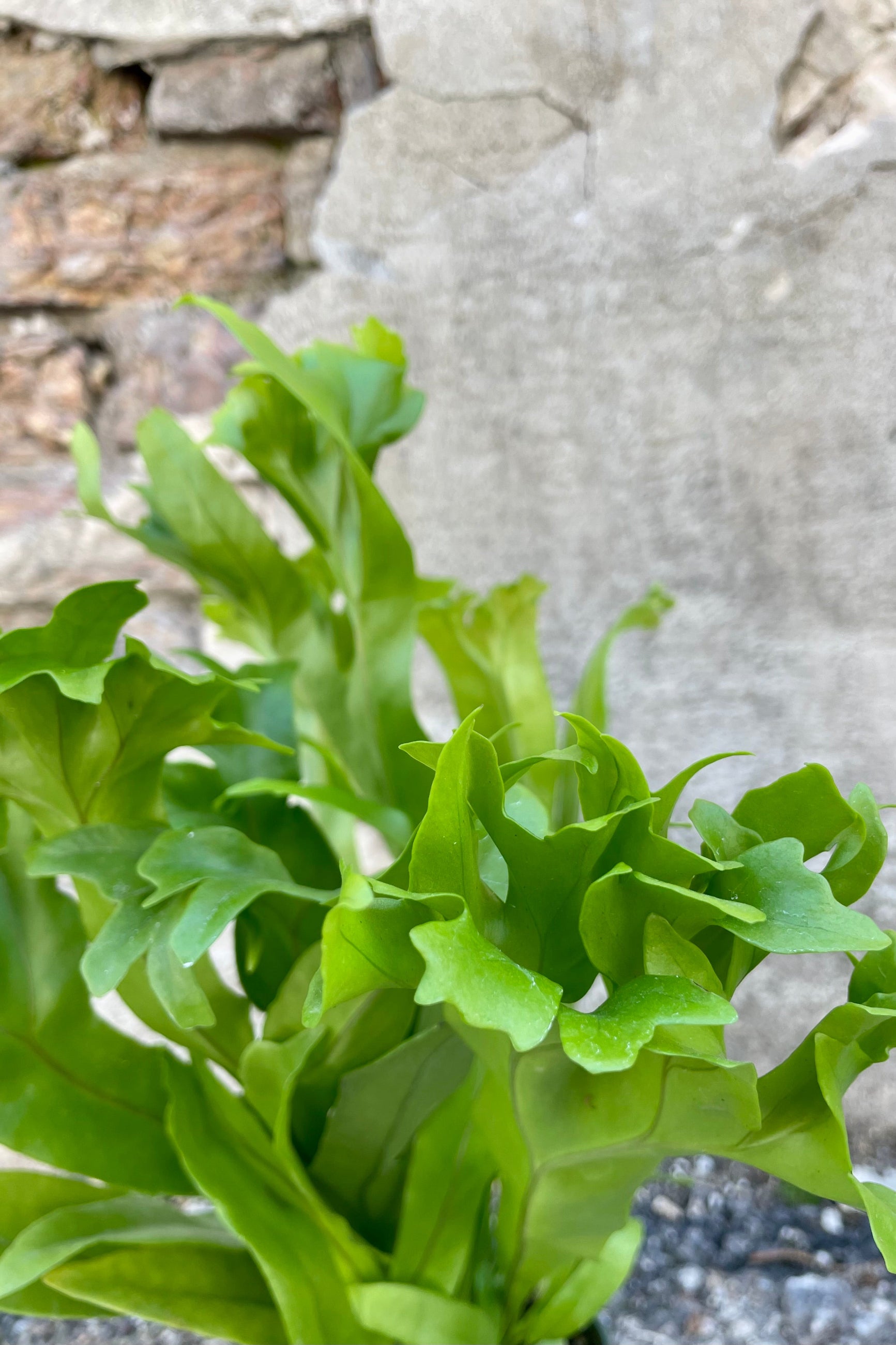 Close photo of undulating green leaves of Polypodium punctatum 'Grandiceps' Elkhorn fern hosueplant against a cement wall. ©Sprout Home