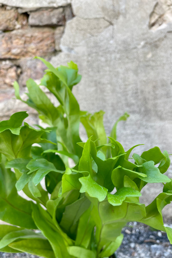 Close photo of undulating green leaves of Polypodium punctatum 'Grandiceps' Elkhorn fern hosueplant against a cement wall.