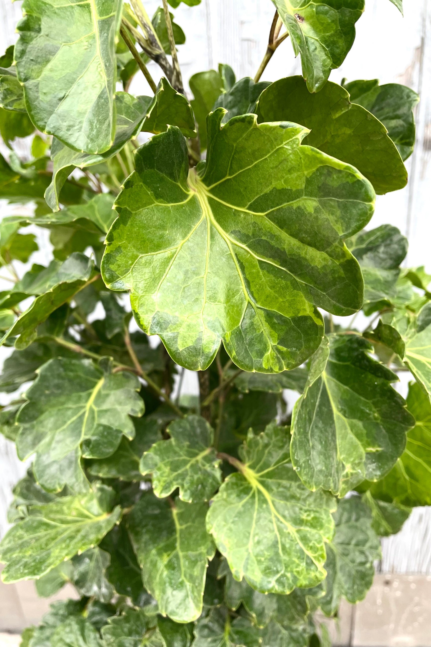 A detailed view of Polyscias balfouriana 'Lemon Lime' 10" against wooden backdrop ©Sprout Home