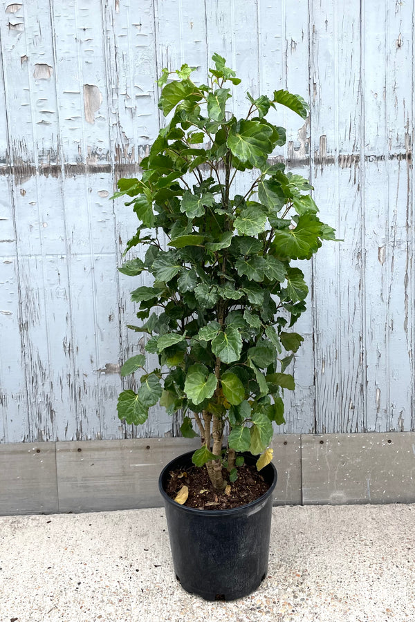 A full view of Polyscias balfouriana 'Lemon Lime' 10" in gallon pot against wooden backdrop