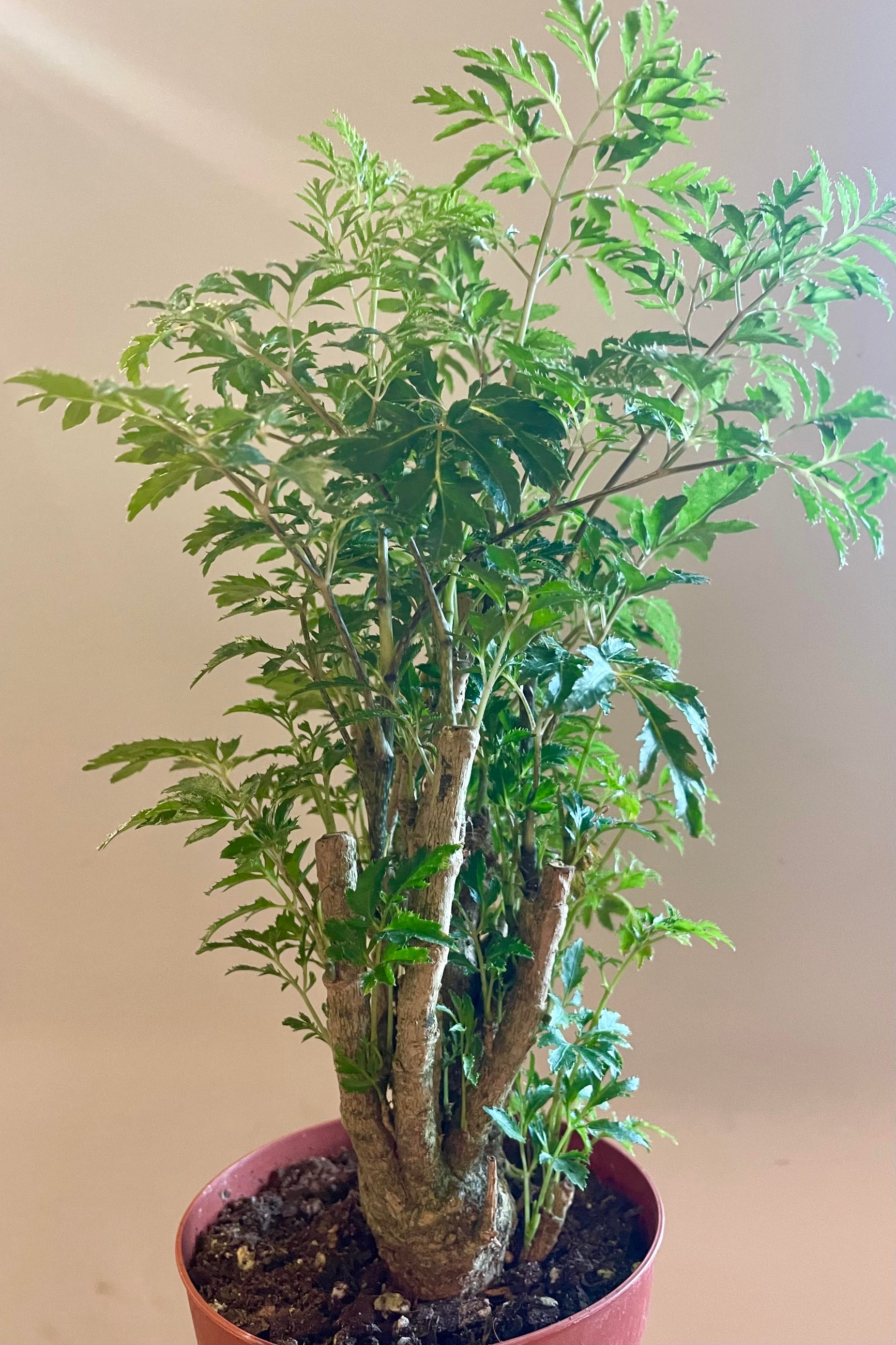 A ming aralia with feathery green leaves in front of a gray wall ©Sprout Home