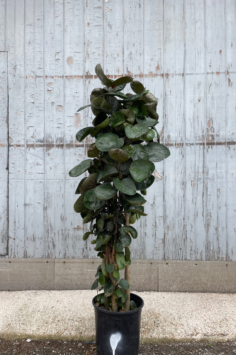 Photo of Polyscias scuttellaria "Fabian Aralia" tree in a black pot against a gray wooden wall.