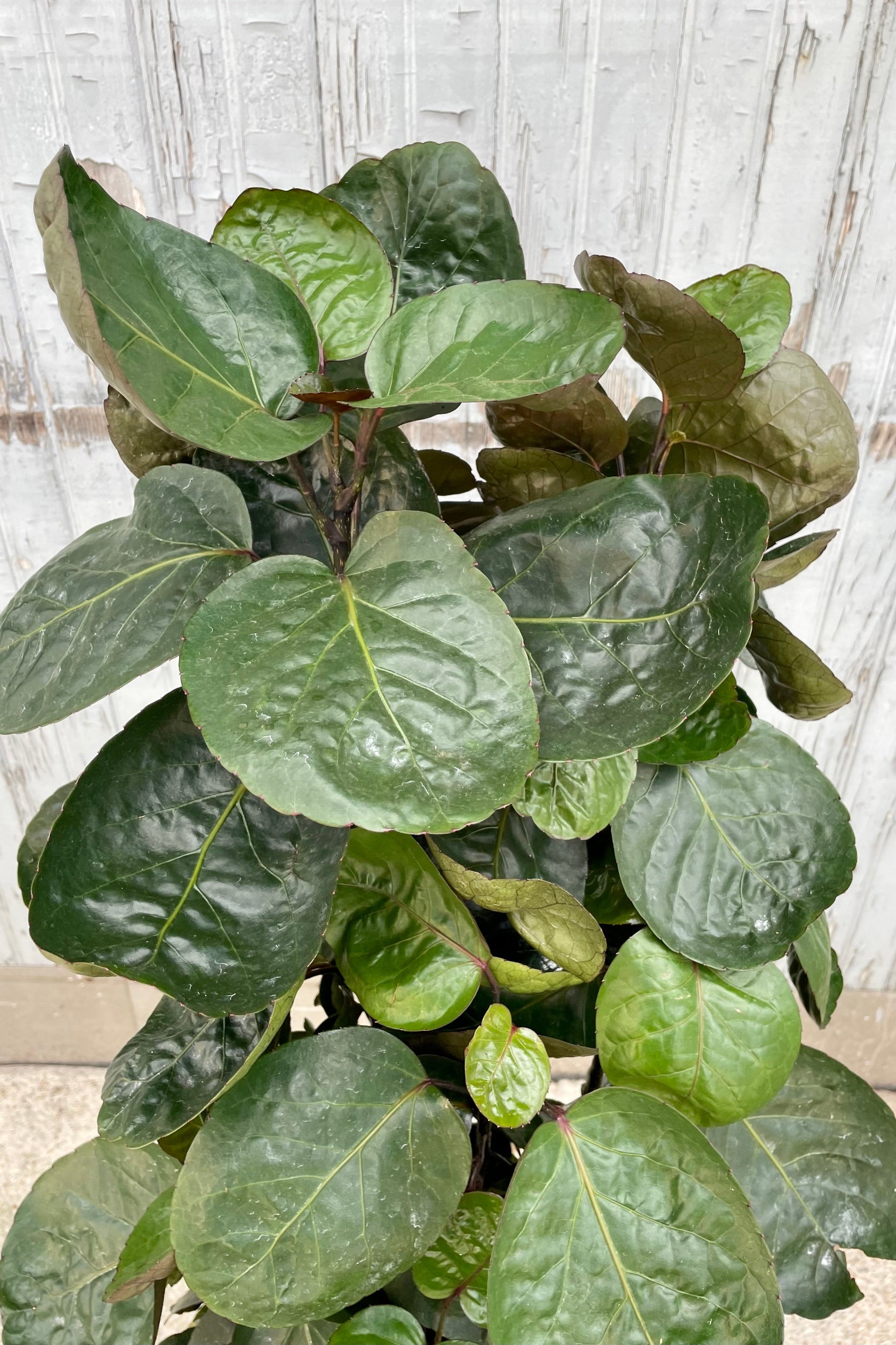 Photo the round dark green leaves of Polyscias scuttellaria "Fabian Aralia" tree in a black pot against a gray wooden wall. ©Sprout Home