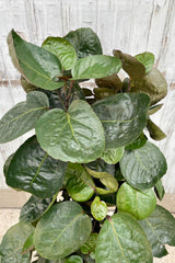 Photo the round dark green leaves of Polyscias scuttellaria "Fabian Aralia" tree in a black pot against a gray wooden wall.