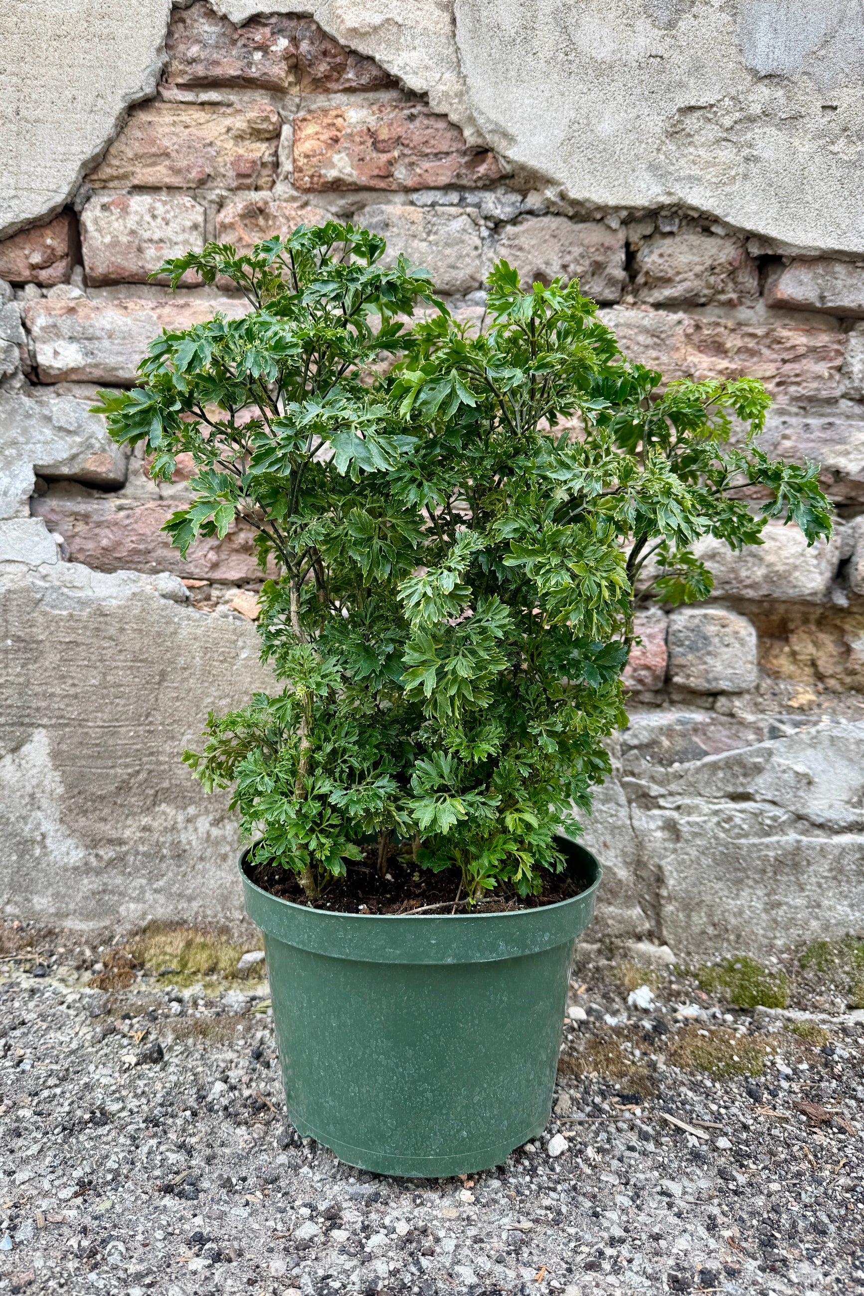 Polyscias fruticosa 'Elegans' in a 8" growers pot standing in front of a brick wall.  Sprout Home