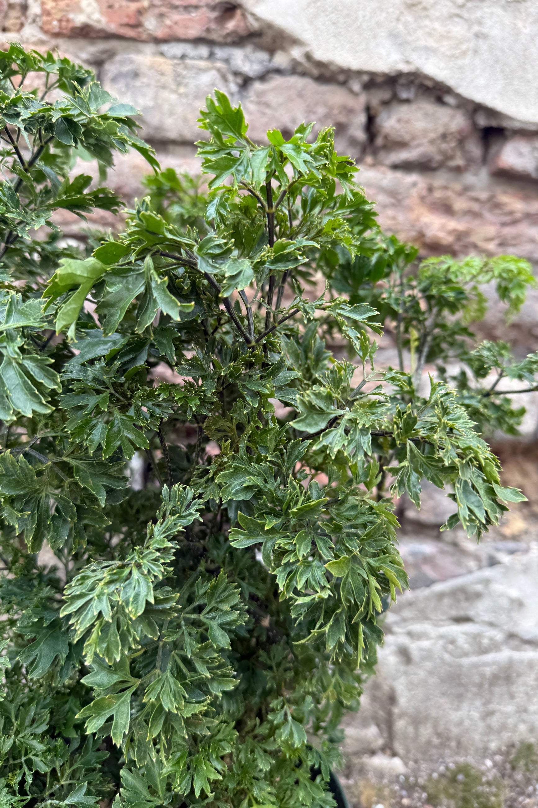 Polyscias fruticosa 'Elegans' leaves detail up close against brick ©Sprout Home