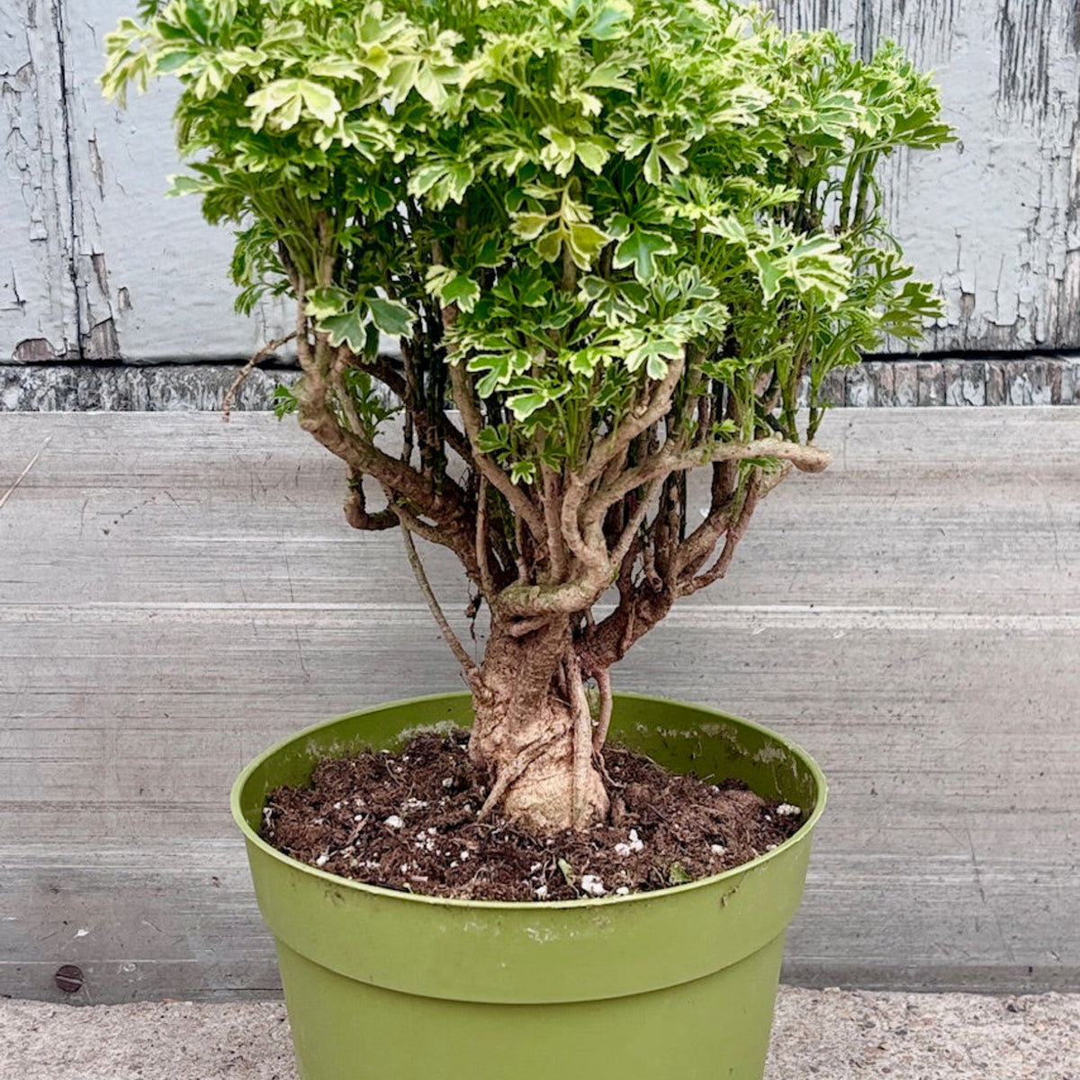 aralia plant indoor Polyscias fruticosa "Gold Ming Aralia" 6"