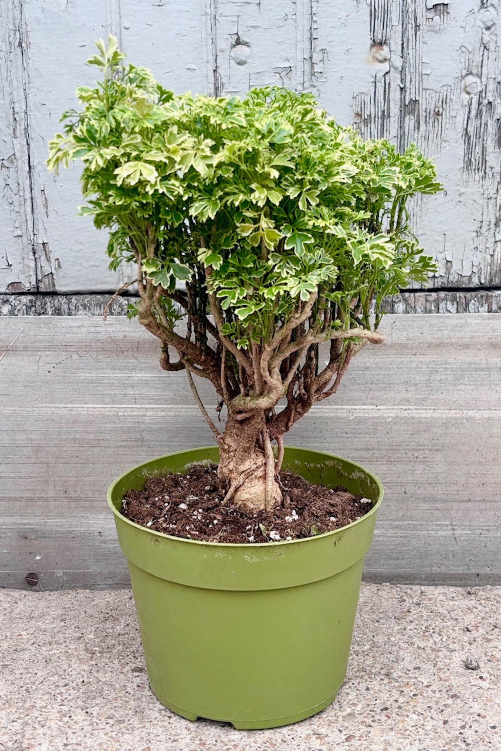 Polyscias fruticosa "Gold Ming Aralia" against a grey wall ©Sprout Home 