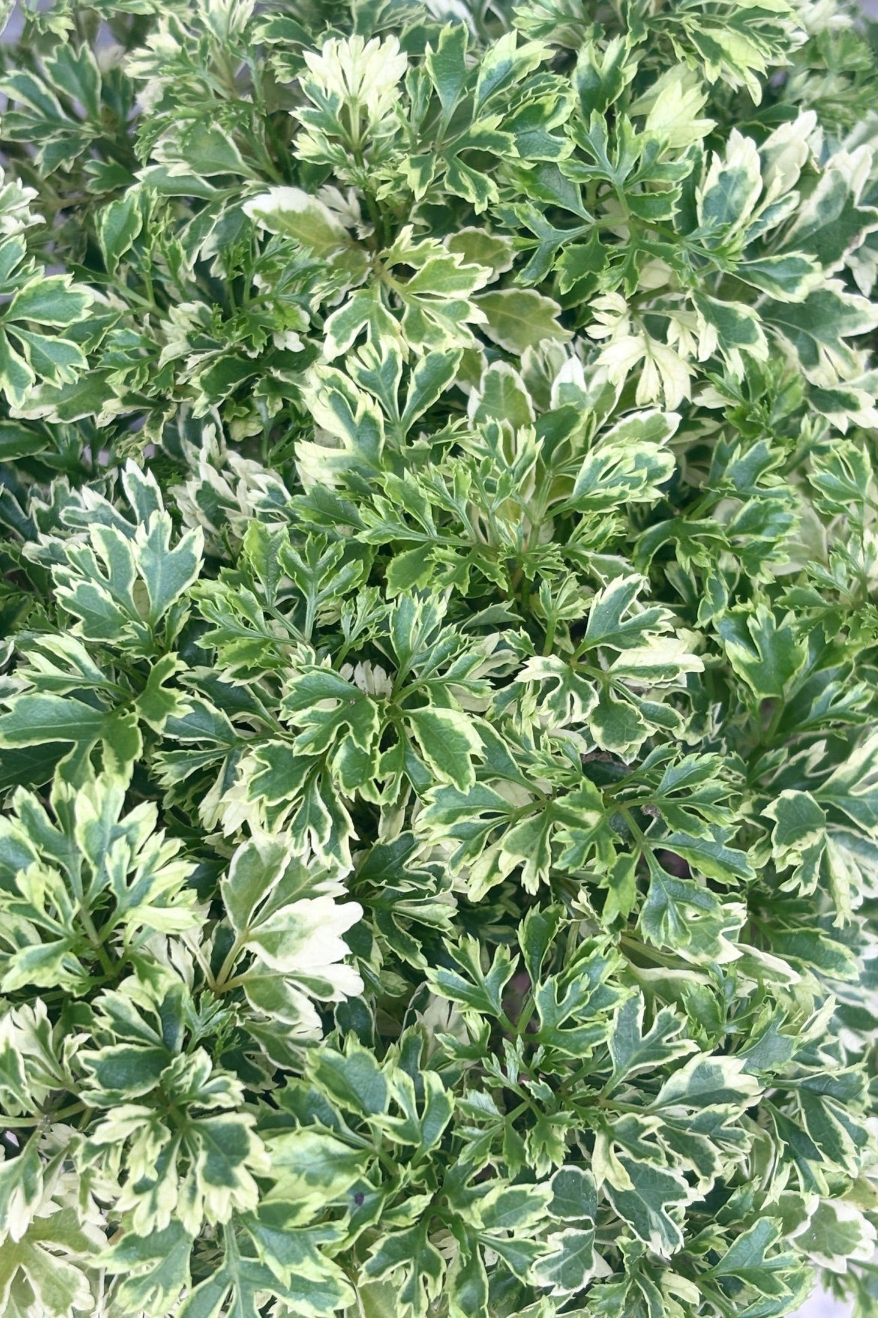 Close up of Polyscias fruticosa "Gold Ming Aralia" against a grey wall ©Sprout Home 