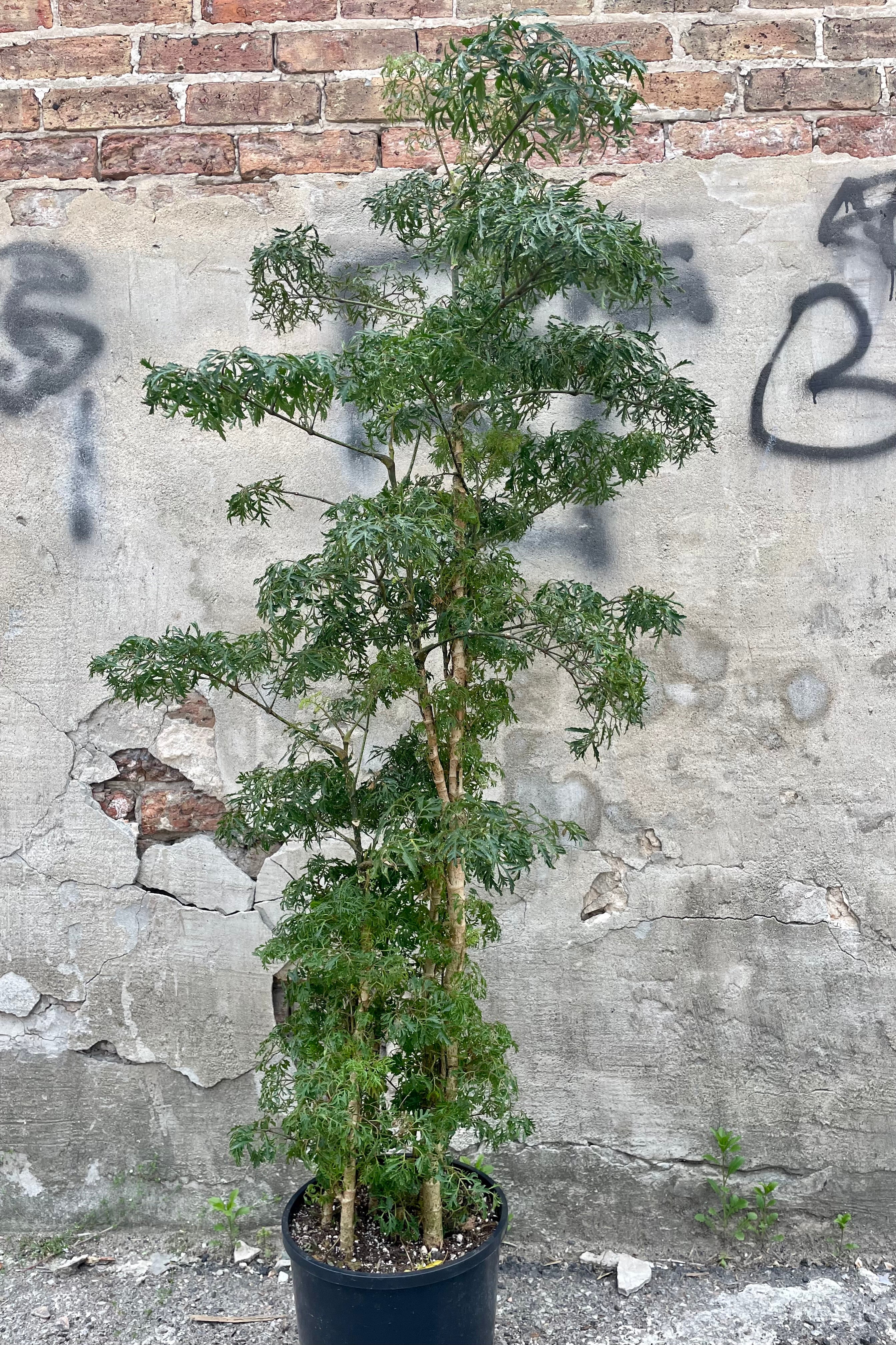 Polyscias fruticosa "Ming Aralia" multi cane in a #3 growers pot standing tall with its ruffled leaves against a concrete wall. 