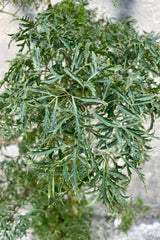 A detail picture of the serrated and ruffled leaves of the Polyscias fruticosa