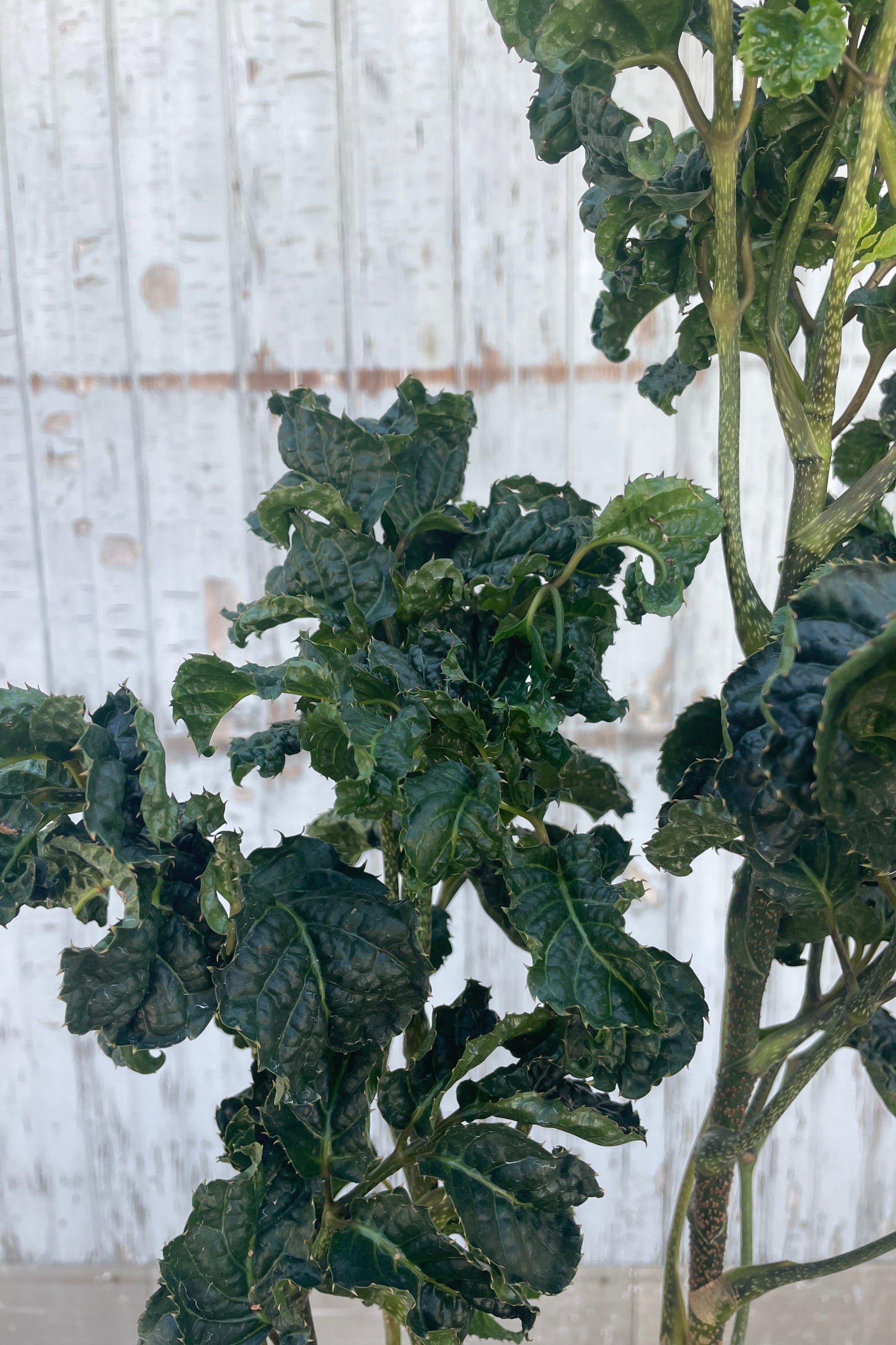 Close photo of dark green leaves with a wrinkled texture. They are the leaves of an Aralia houseplant, Polyscias guilfoylei ©Sprout Home