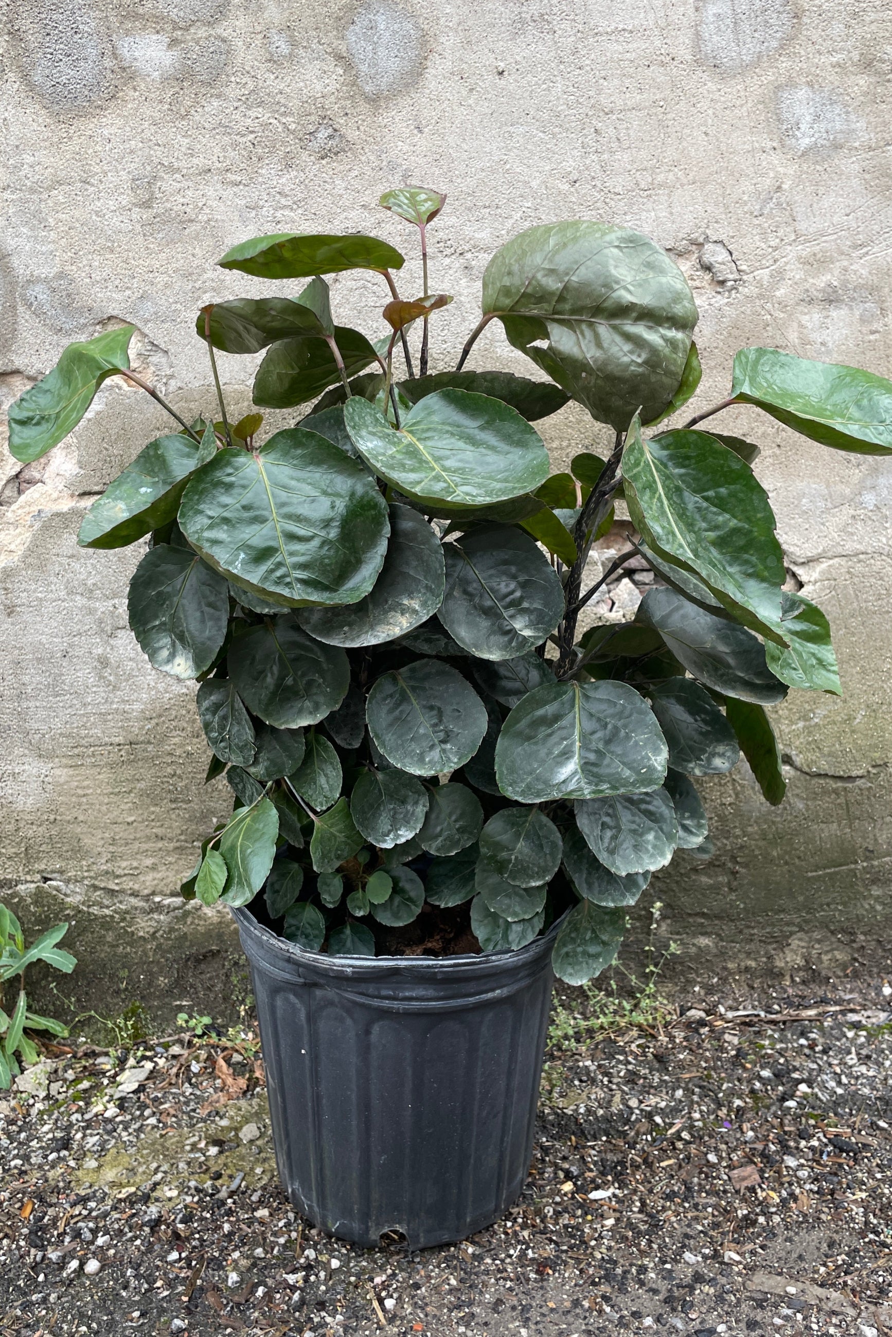 Fabian aralia plant in an 8" growers pot against a concrete wall.  ©Sprout Home