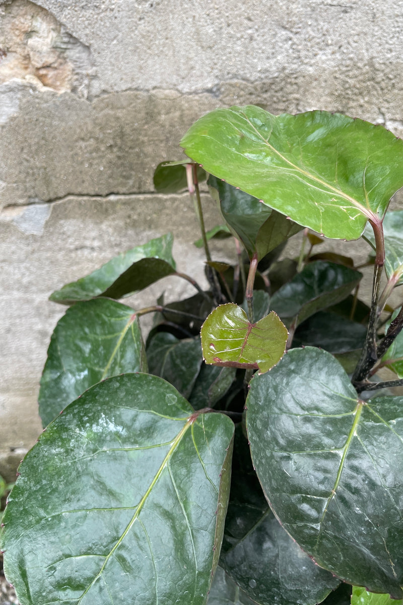 Polyscias 'Fabian' close up of the round deep green leaves. 