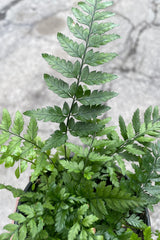 A detailed view of Polystichum tsus-simense "Korean Rock" 4" against concrete backdrop