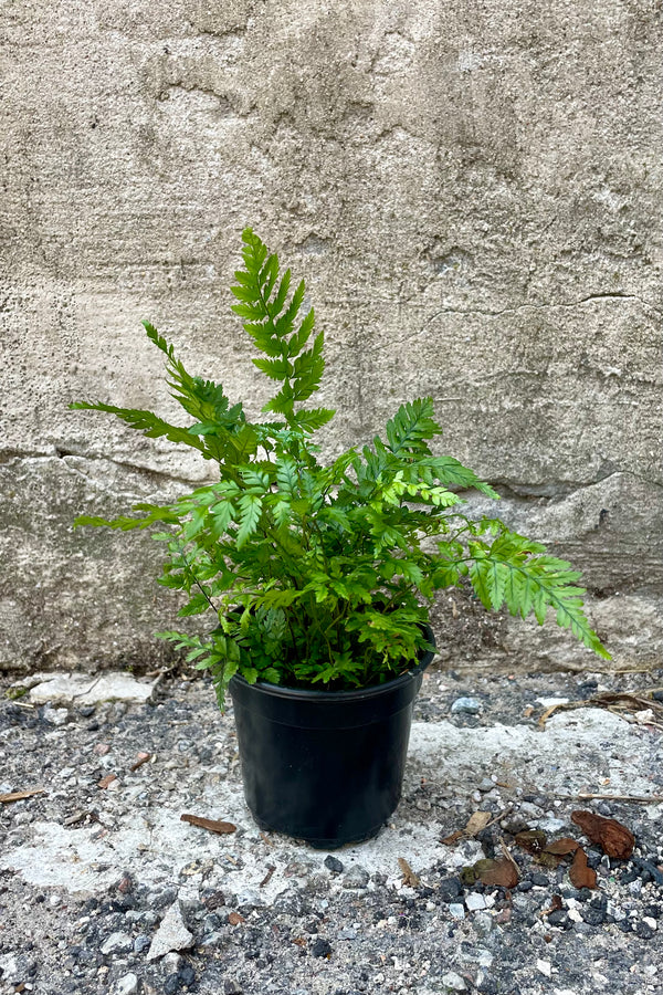 Phot of a Polystichum tsus-simense "Korean Rock" fern in a black nursery pot against concrete backdrop