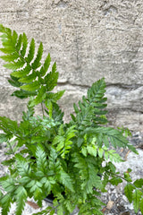 A detailed view of Polystichum tsus-simense "Korean Rock" 4" against concrete wall