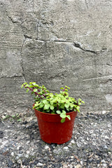 Photo of Portulacaria afra succulent houseplant in an orange pot against a cement wall.