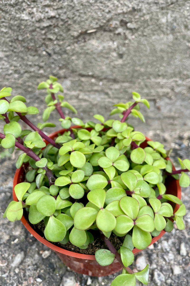 Photo from above of small succulent green leaves of Portulacaria afra against a cement wall.