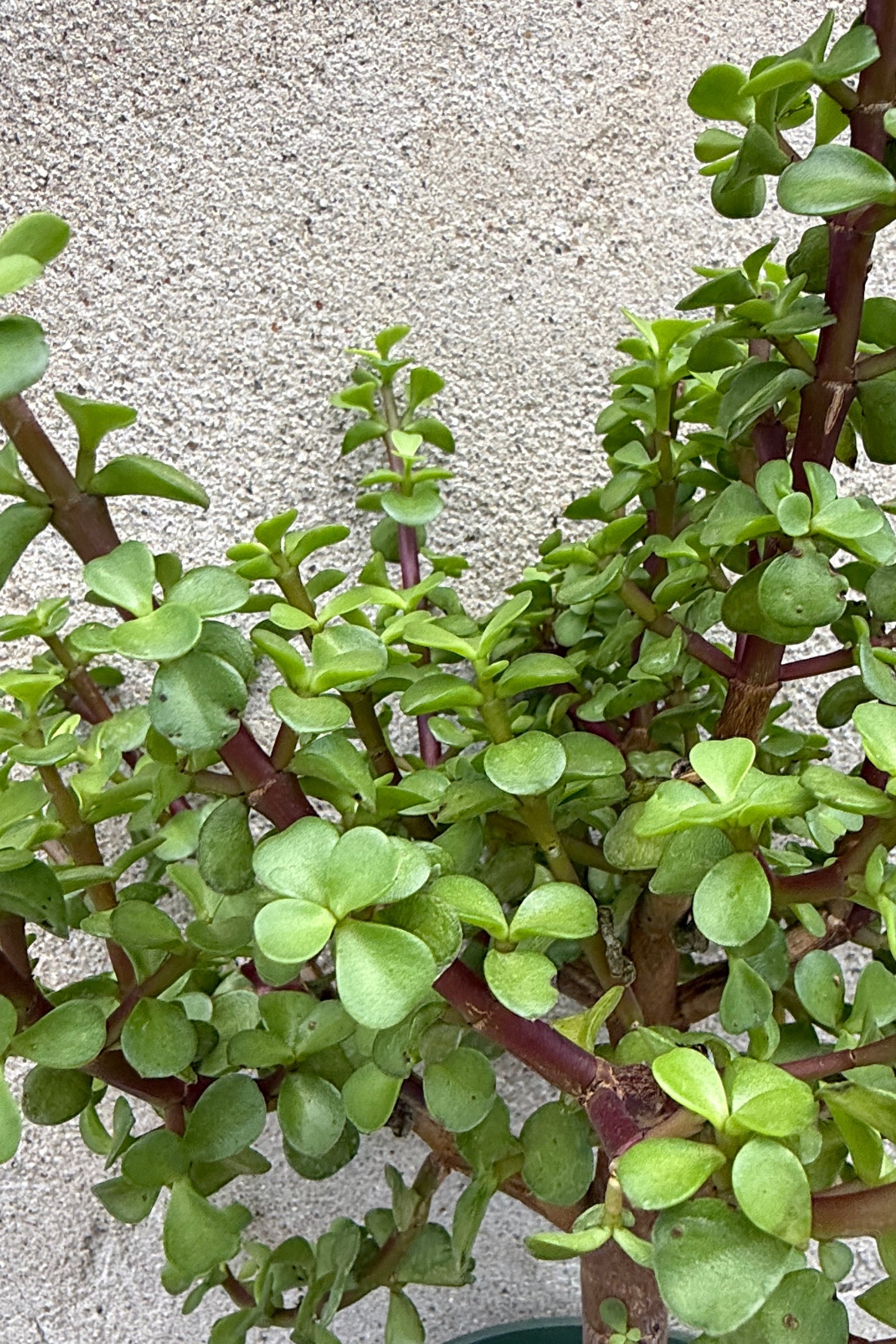 A close-up of a Portulacaria afra with round, fleshy leaves and reddish-purple stems, growing against a textured light gray wall. ©Sprout Home