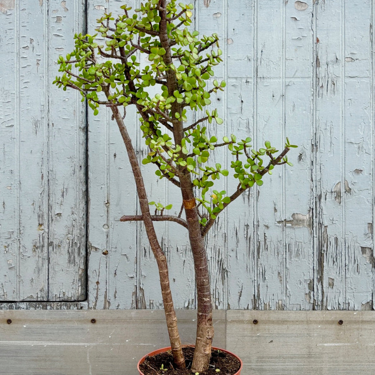 portulacaria afra acclimation Portulacaria afra 8" stump form at SPROUT HOME