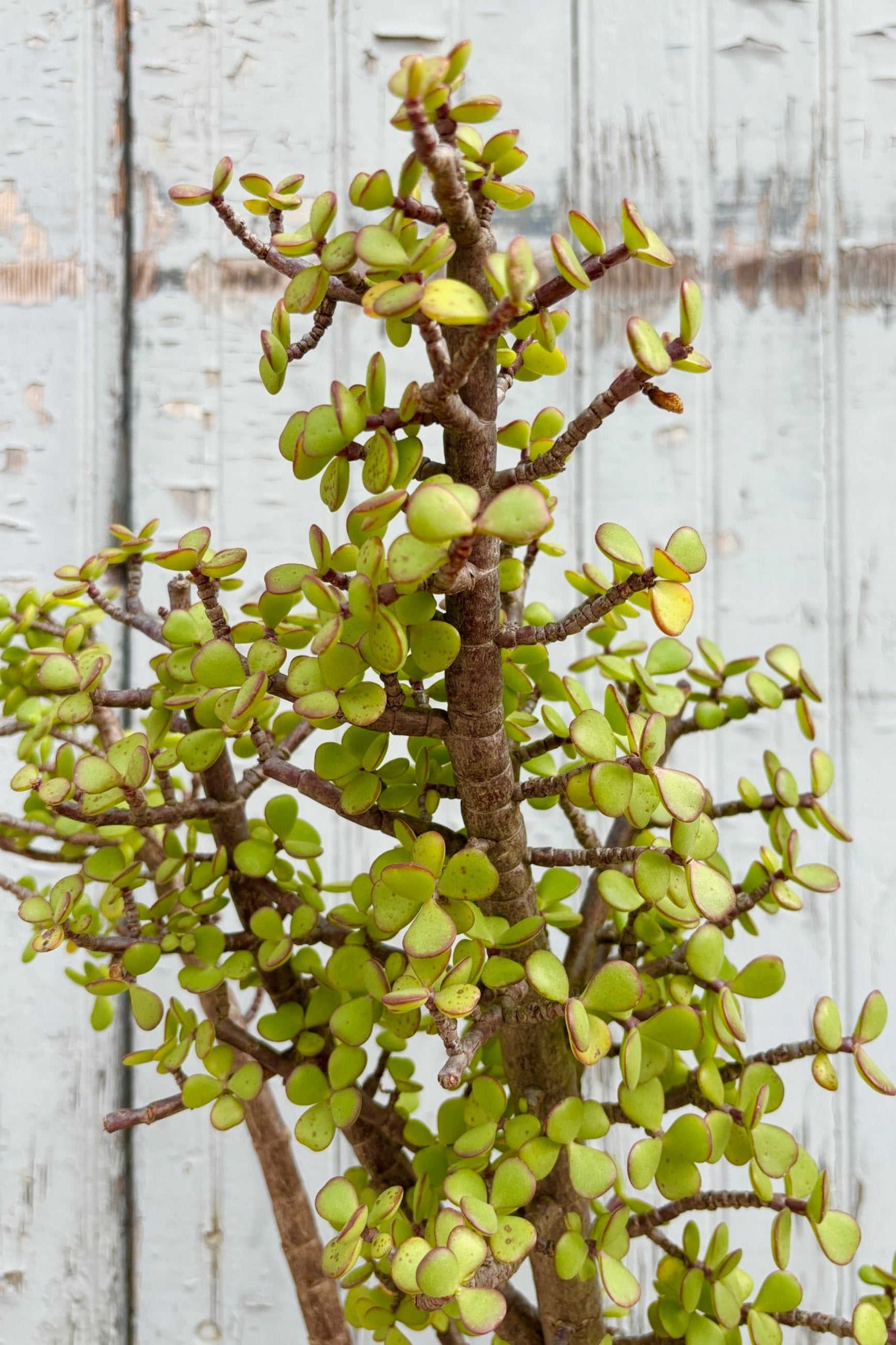 Close up of Portulacaria Afra stump form standard displayed against a grey wall ©Sprout Home