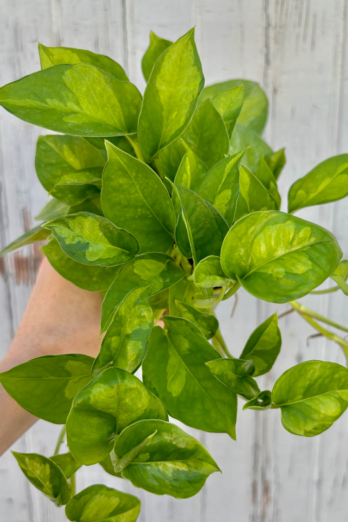 Vining plant with dark green leaves and light green variegation along trailing stems against grey wall.  ©Sprout Home