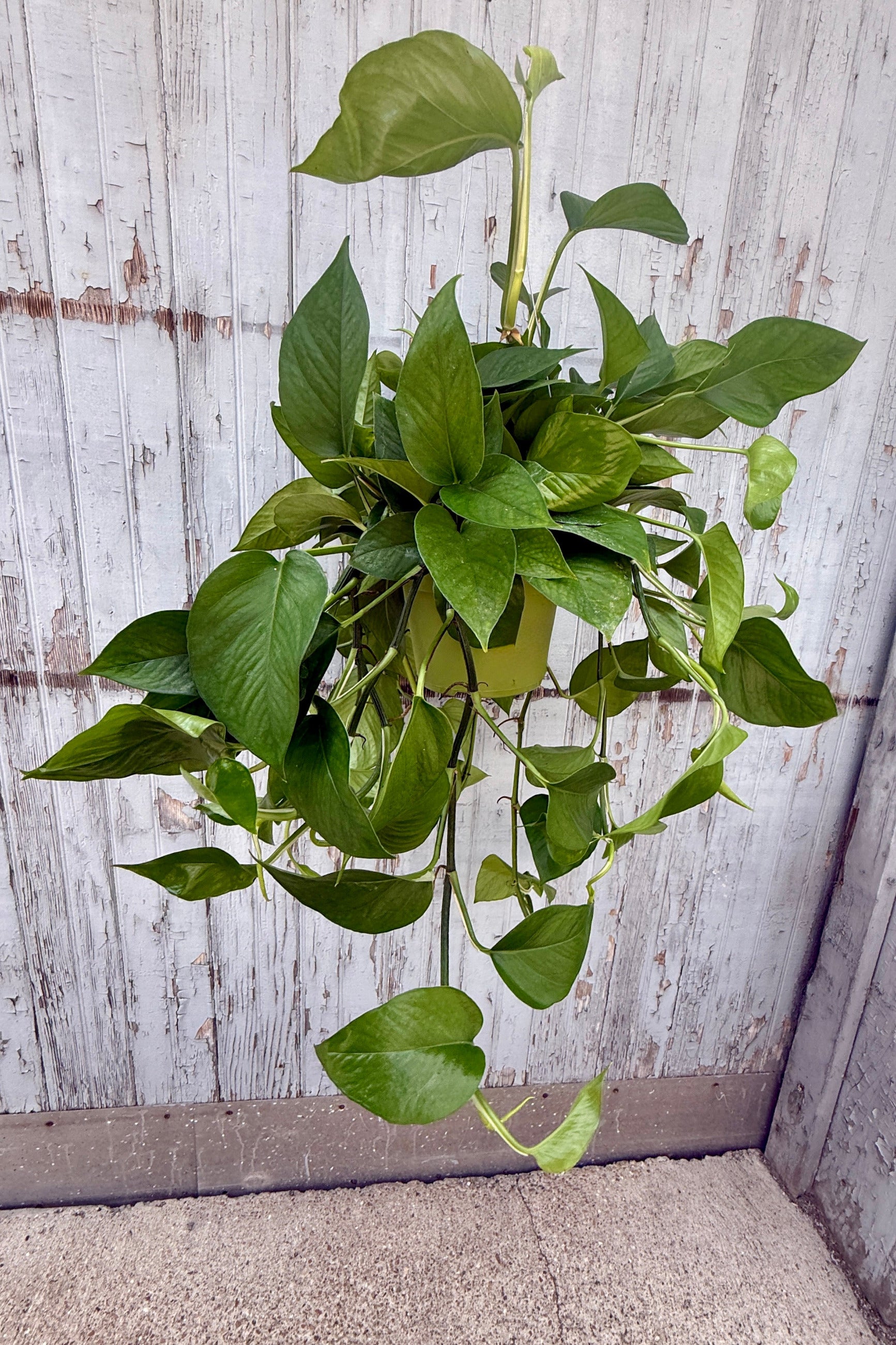 Hanging Epipremnum aureum 'Green Queen' in a 6" growers pot against a wooden fence background ©Sprout Home