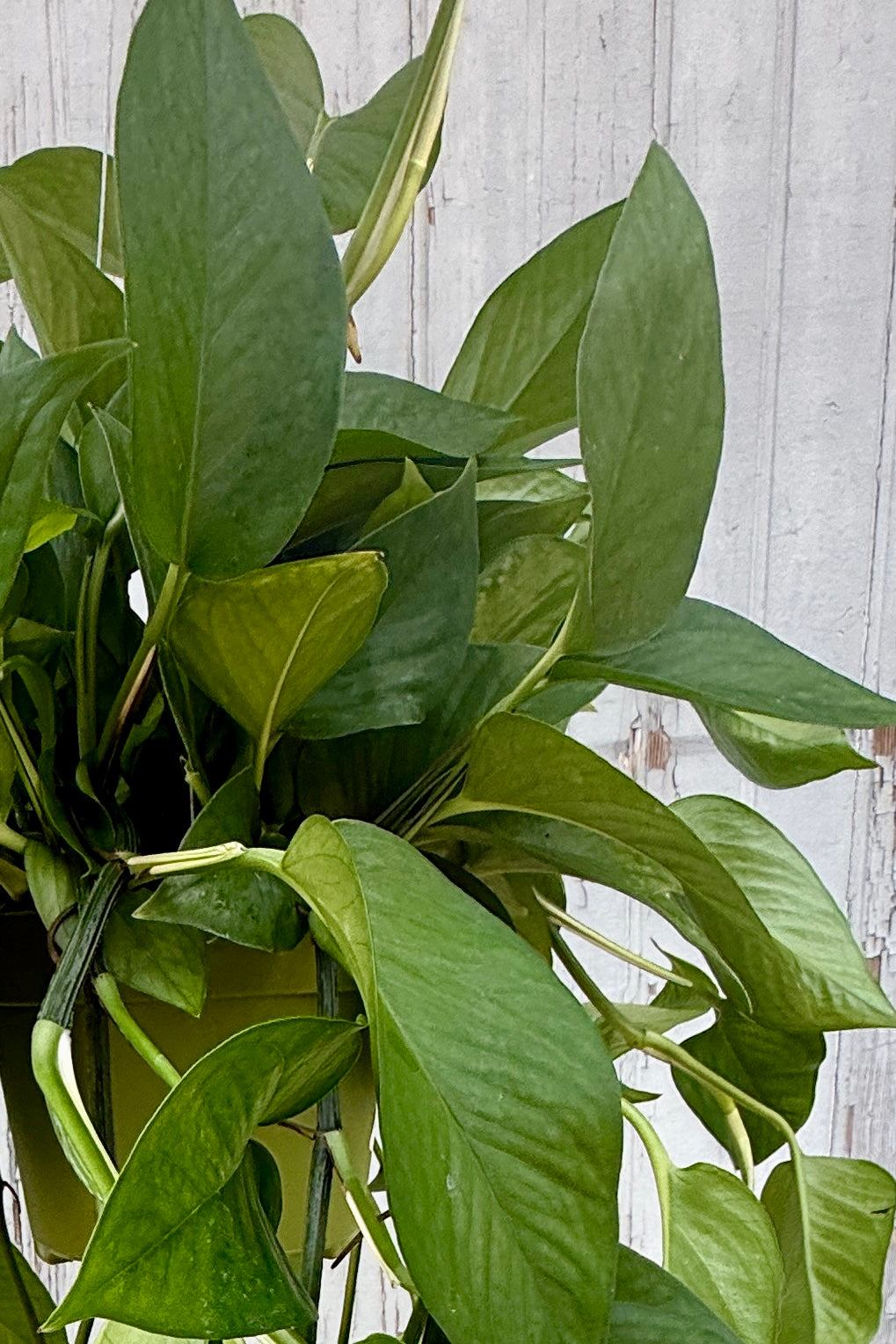 Epipremnum aureum 'Green Queen' leaves up close ©Sprout Home