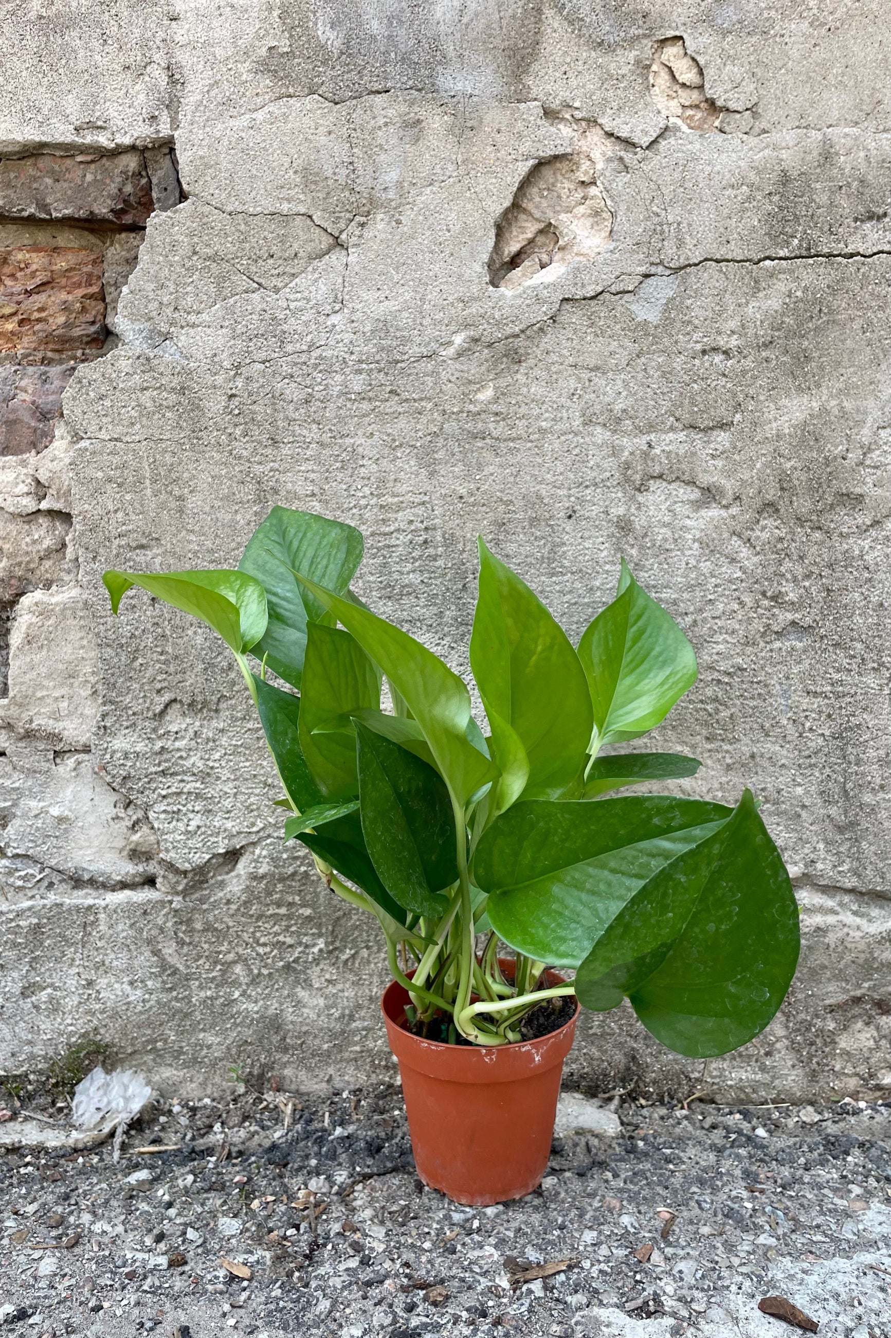Photo of Epipremnum 'Jade' Pothos plant in a nursery pot against a cement wall. ©Sprout Home