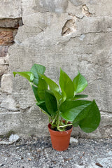 Photo of Epipremnum 'Jade' Pothos plant in a nursery pot against a cement wall.