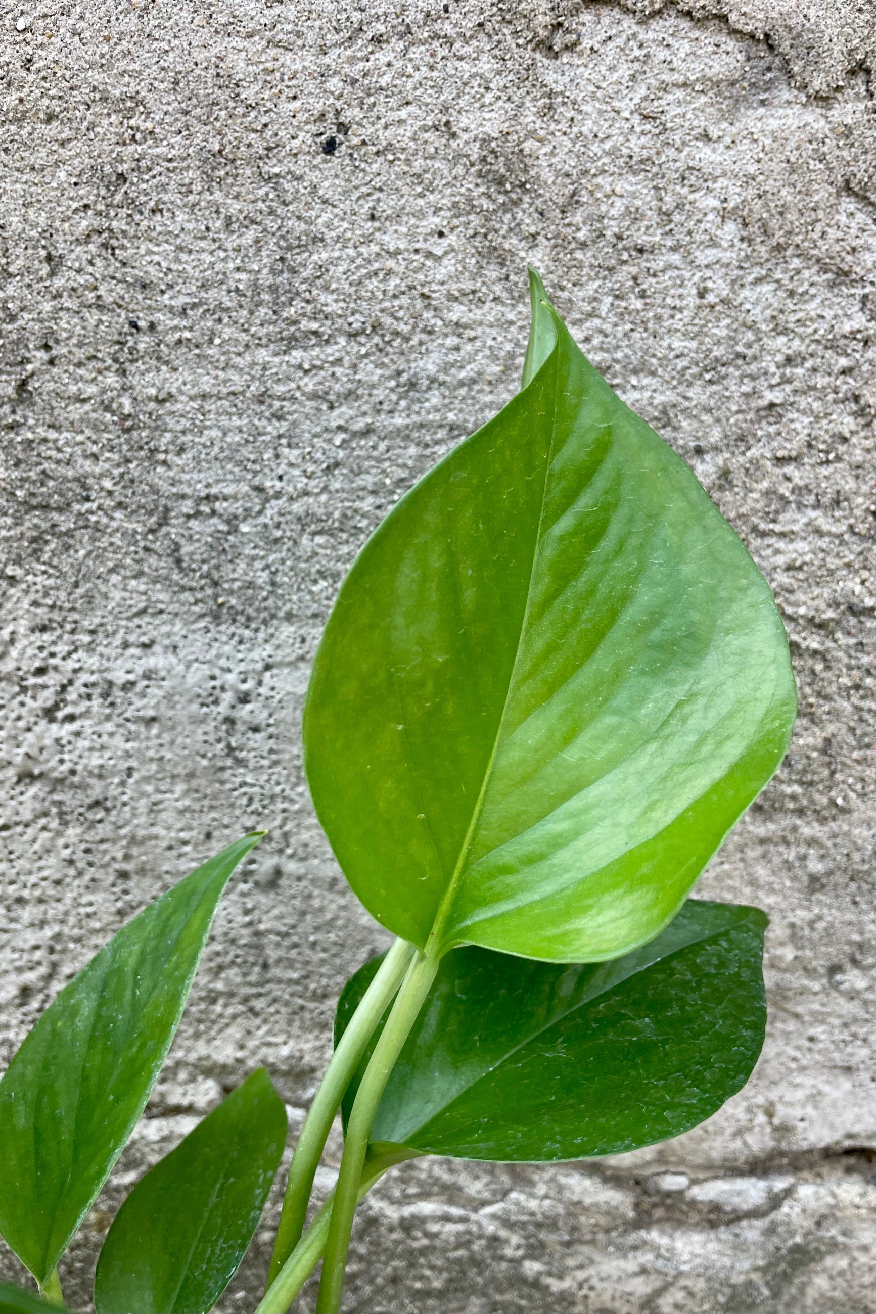 Close photo of a Epipremnum 'Jade' Pothos leaf against a cement wall. ©Sprout Home