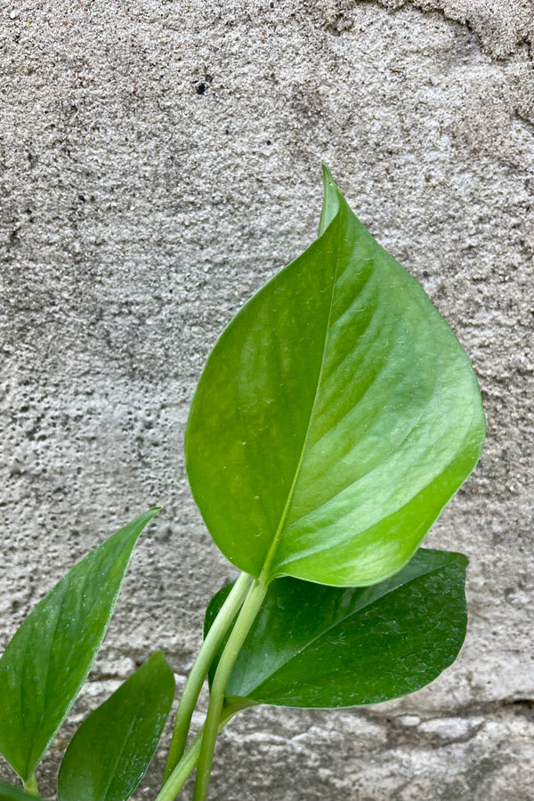 Close photo of a Epipremnum 'Jade' Pothos leaf against a cement wall.