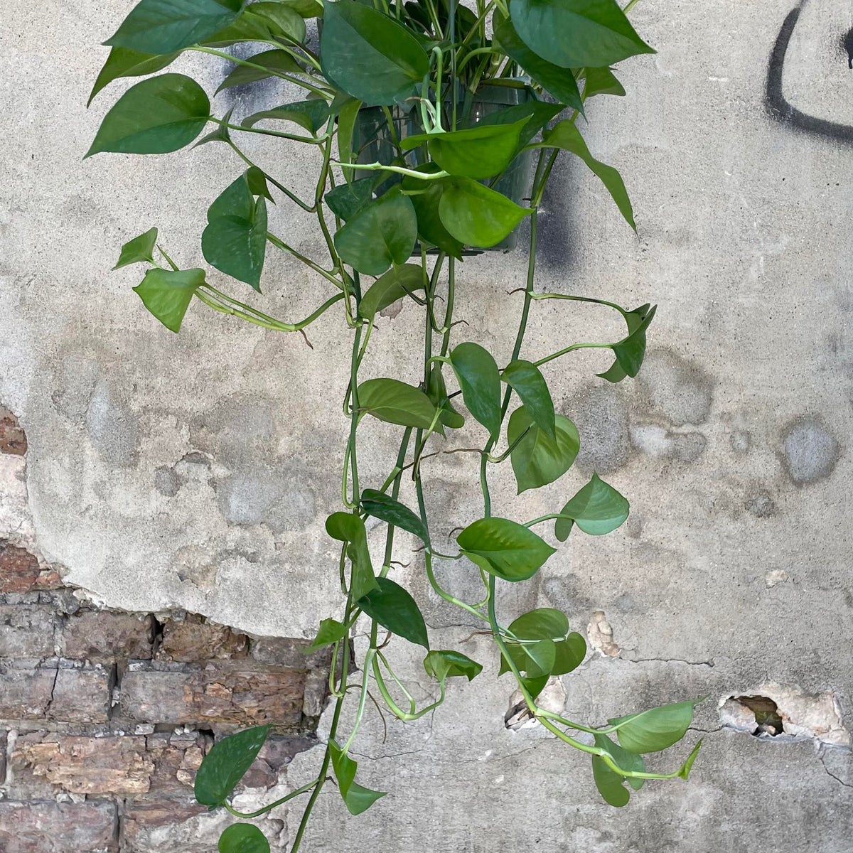 jade devil's ivy pothos epipremnum Epipremnum aureum 'Jade' 8"