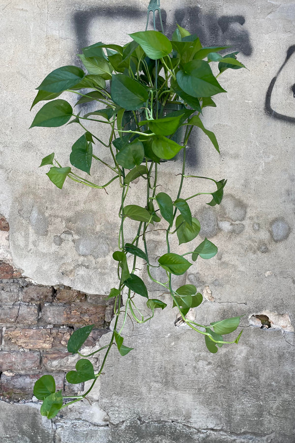 Photo of Epipremnum aureum 'Jade' Pothos plant's green leaves and vines against a cement wall.