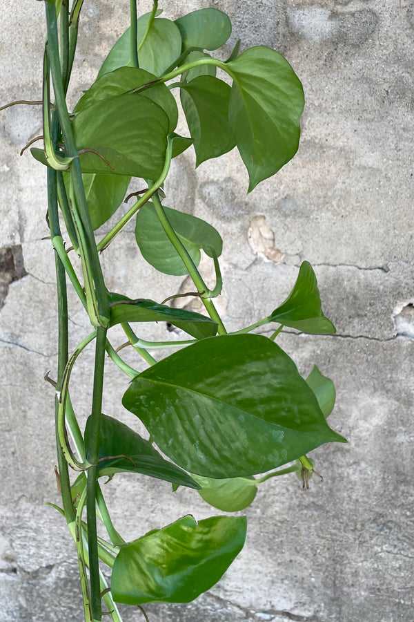 Close photo of green leaves and vines of Epipremnum aureum 'Jade' Pothos Plant against a cement wall.