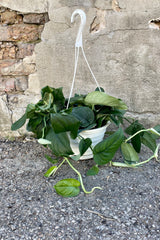 Photo of Scindapsus pictus 'Jade Satin' vine in a white pot against a cement wall.