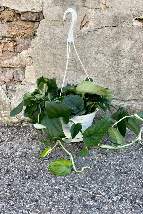 Photo of Scindapsus pictus 'Jade Satin' vine in a white pot against a cement wall.