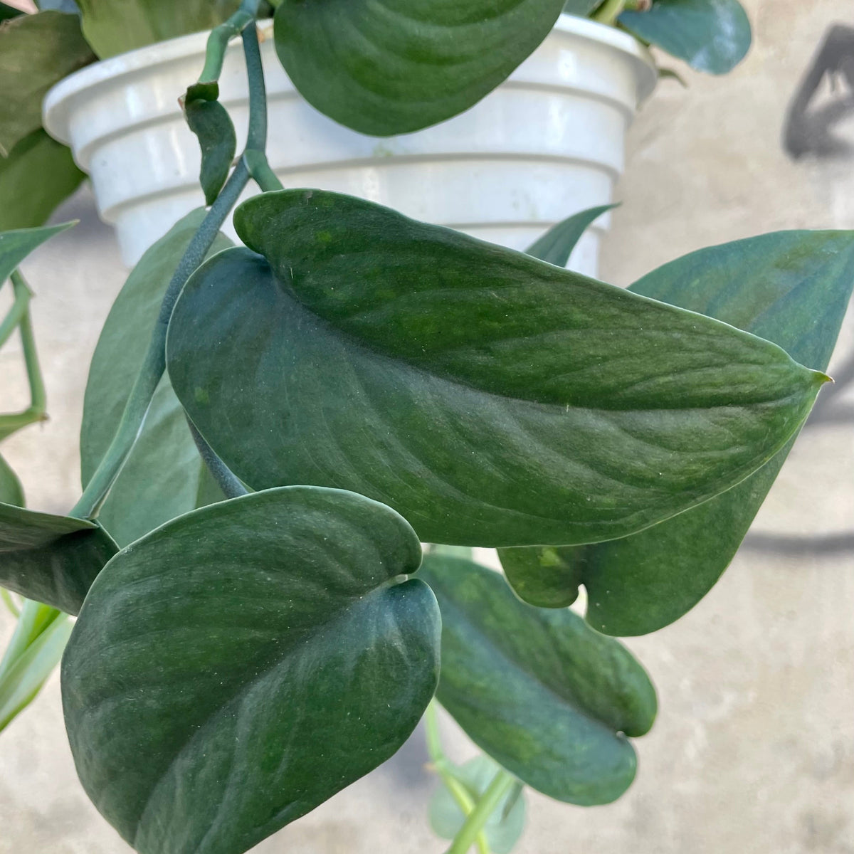 jade satin pothos patent Scindapsus pictus 'Jade Satin' 8"