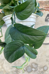 Close photo of the dark green leaves of Scindapsus pictus 'Jade Satin' against a cement wall.