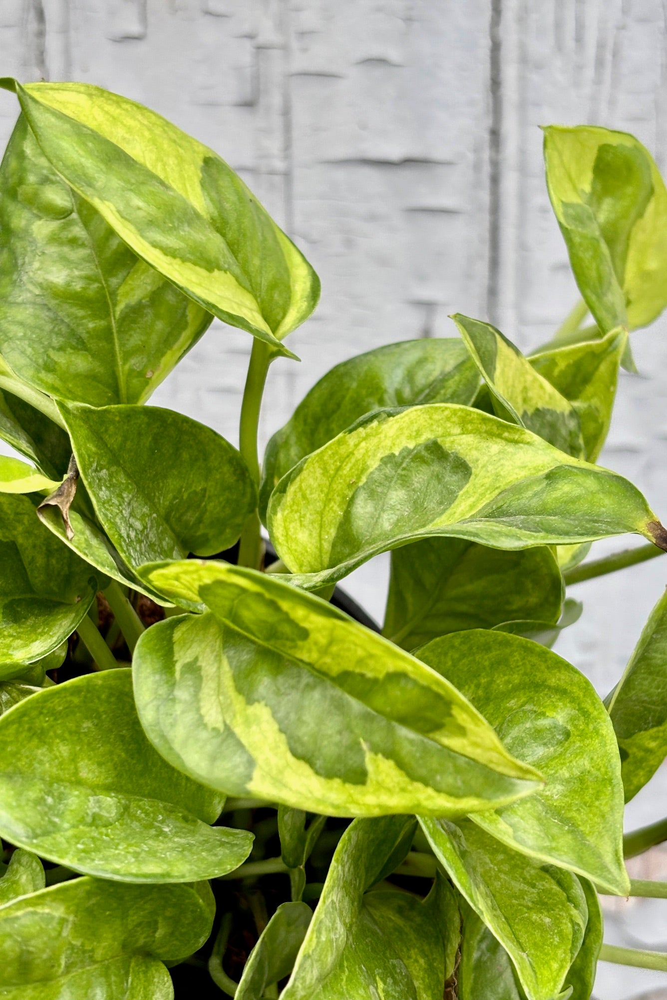Close up of the leaves of Epipremnum aureum 'Lemon Meringue' 6" with green leaves and yellow markings against a grey wall ©Sprout Home