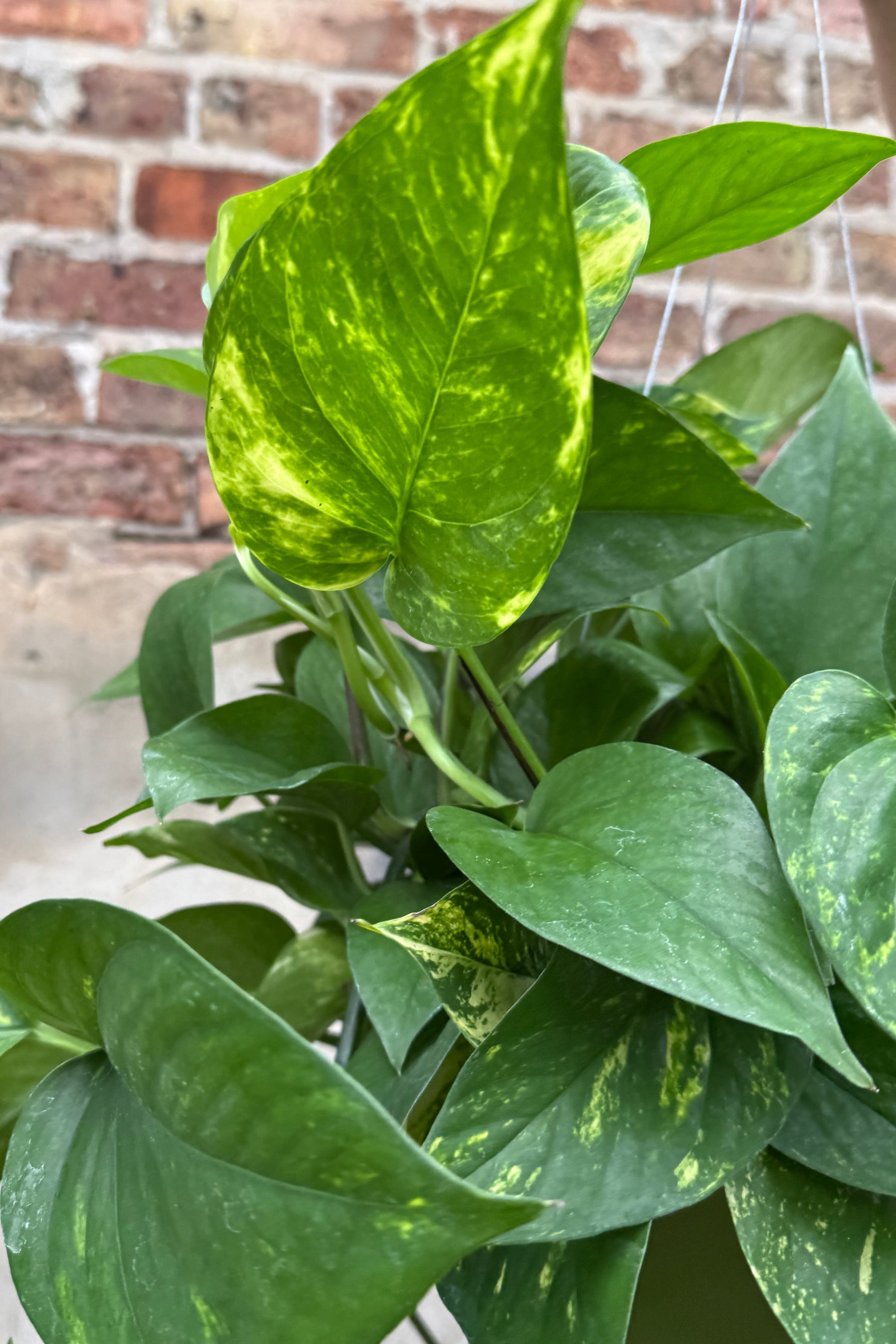 Green Epipremnum aureum 'Patricio' plant with a brick wall background ©Sprout Home