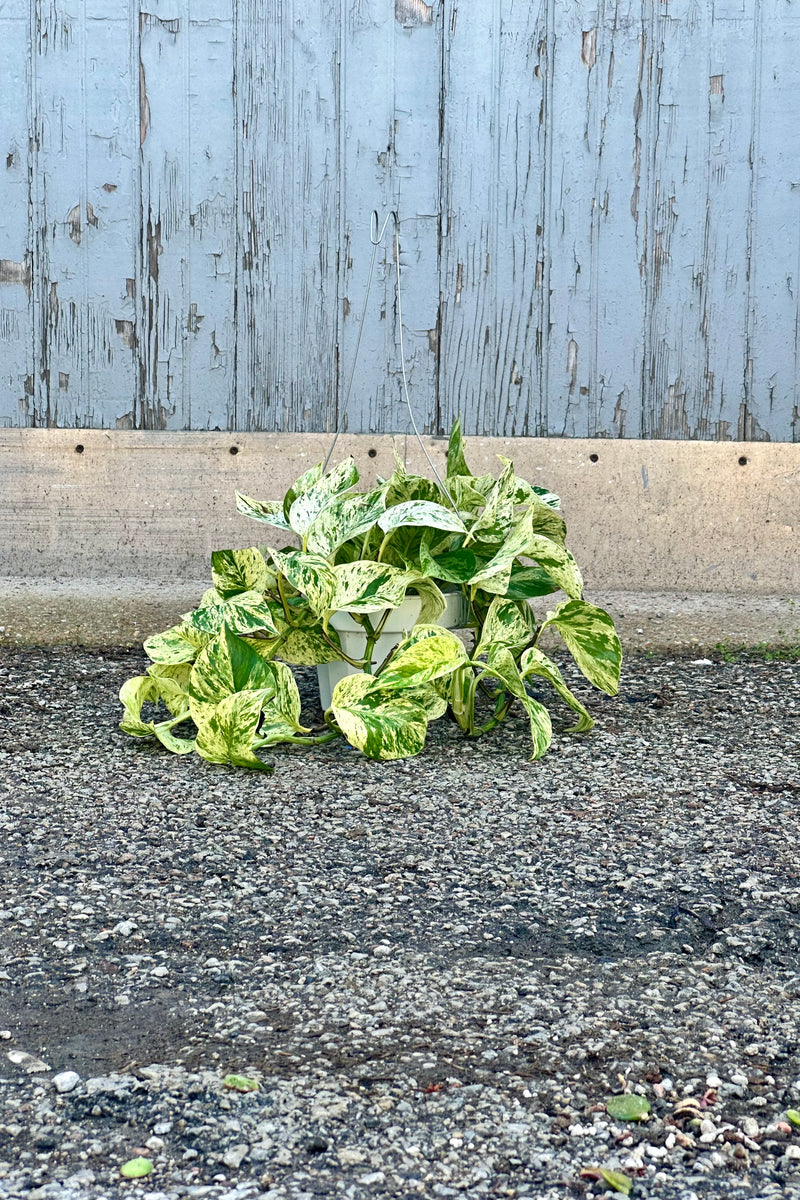 Epipremnum 'Snow Queen' in a 6" growers pot laying on the concrete ground.