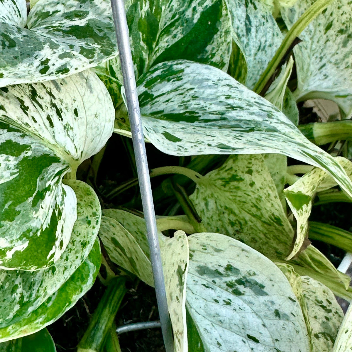 snow queen pothos for sale Epipremnum aureum 'Snow Queen' 6