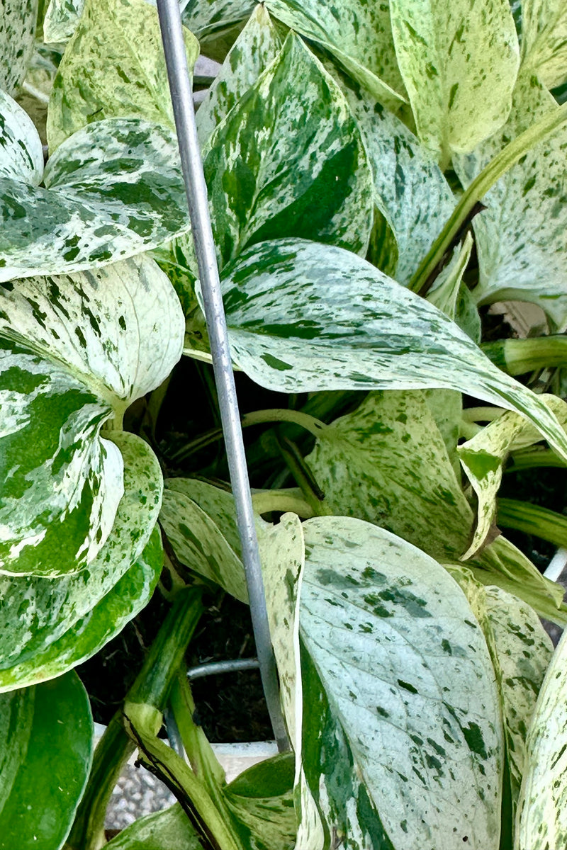 The cream white and green specked leaves of the Epipremnum 'Snow Queen'