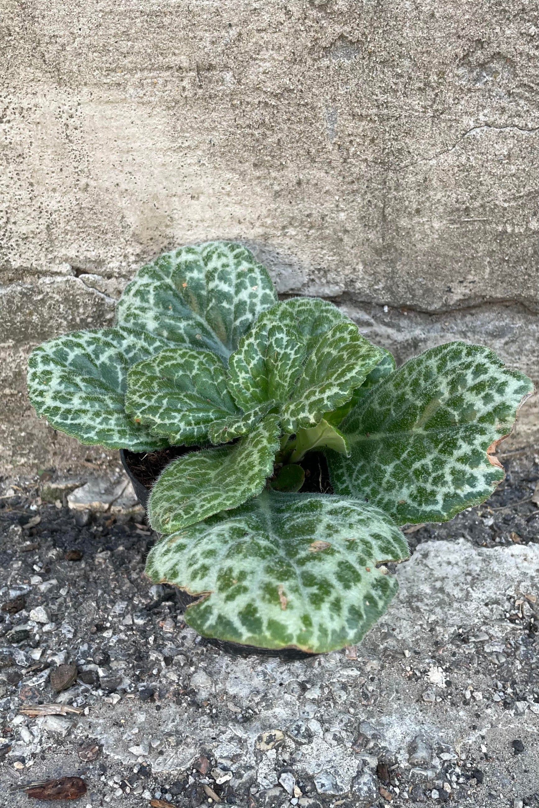 Photo of Primulina dryas "Chirita" houseplant against a cement wall. ©Sprout Home
