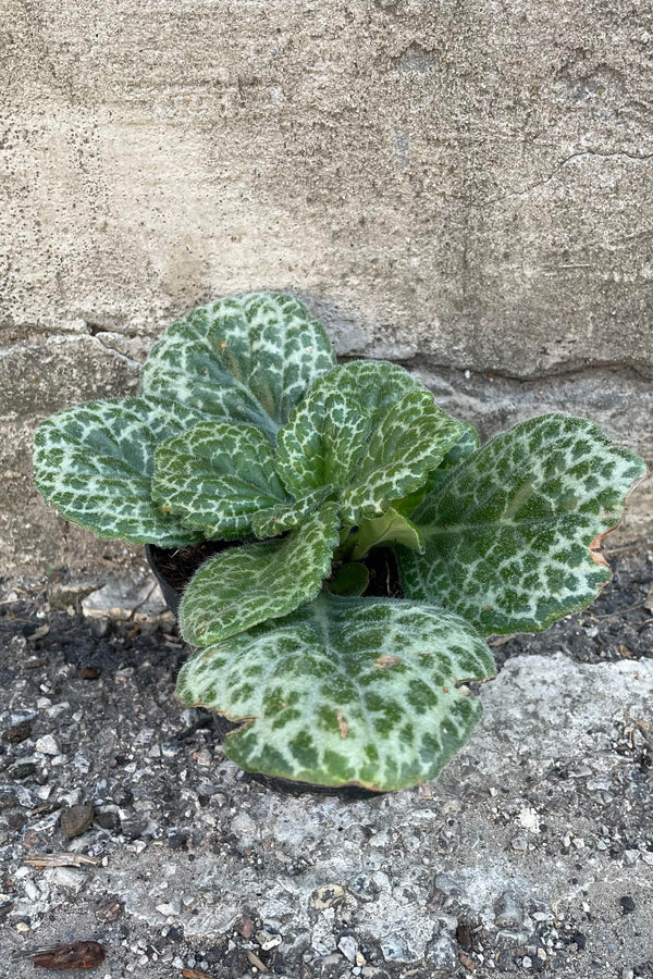 Photo of Primulina dryas "Chirita" houseplant against a cement wall.