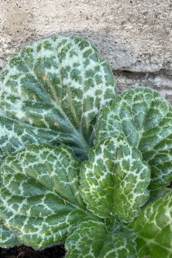 Close photo of silver and green broad, serrated leaves of Primulina dryas houseplant against a cement wall.