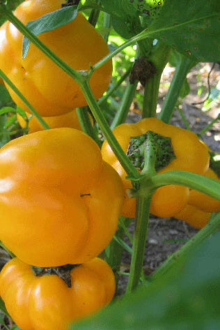 Yellow Doe peppers growing on a plant with green leaves. ©Hudson Valley Seed Co.